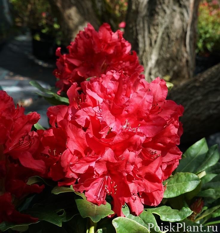 30491_rododendron-gibridnyy-red-impu