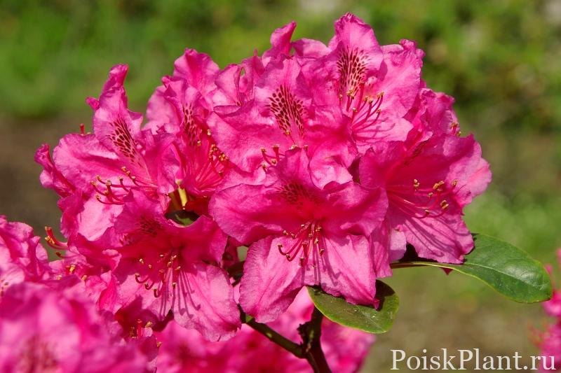 30499_rododendron-gibridnyy-sovinec