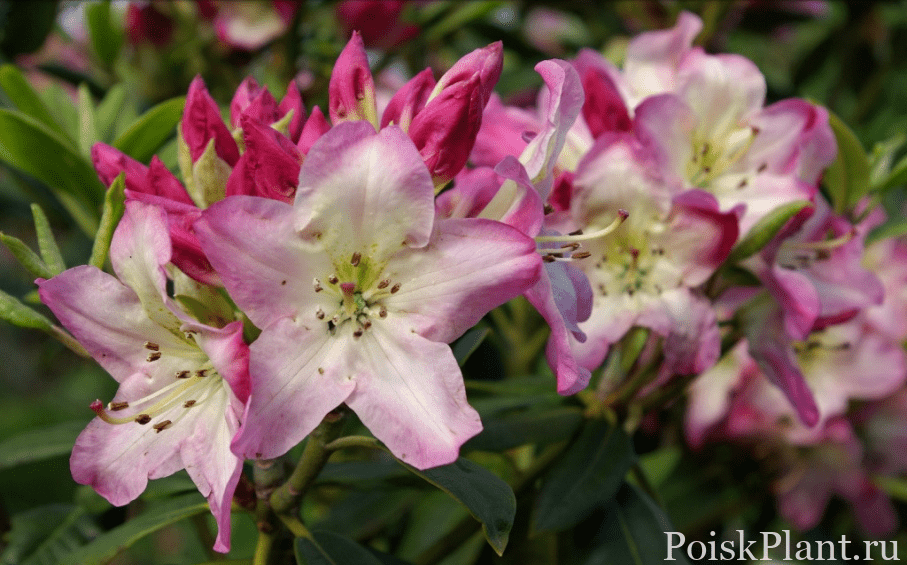 30513_rododendron-gibridnyy-svihov