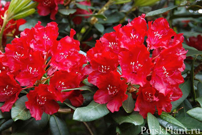 30514_rododendron-gibridnyy-taragona