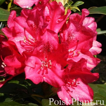 30522_rododendron-gibridnyy-van-weer