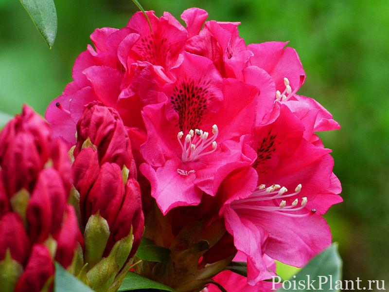 30560_rododendron-gibridnyy-mieszko-