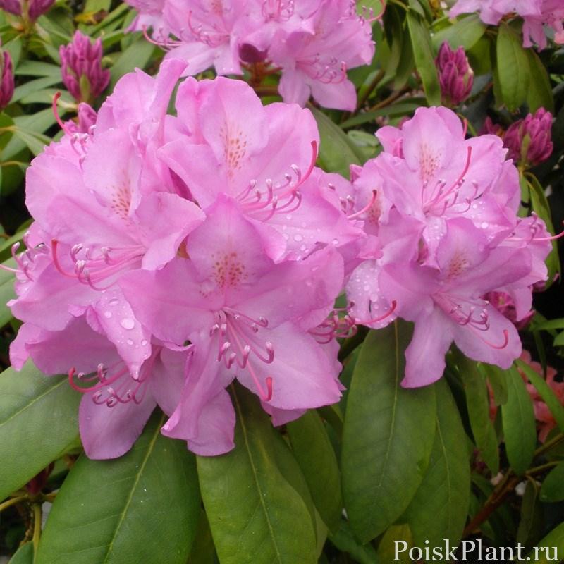 3089_rododendron-katevbinskiy-ro