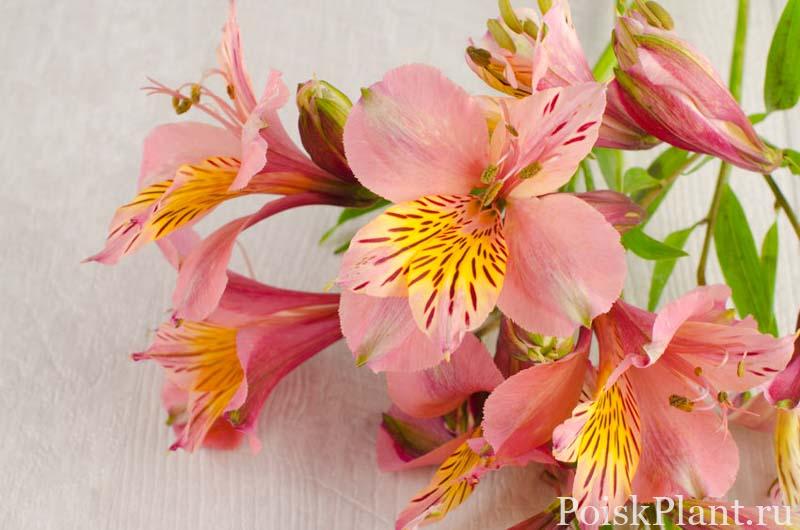 31826282 – bouquet of a beautiful alstroemeria flowers on wood. lily flower.