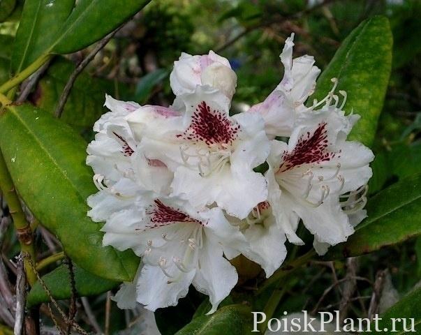 3469_rododendron-piter-tigershte