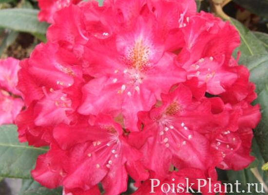 4338_rhododendron-kazimierz-wielki