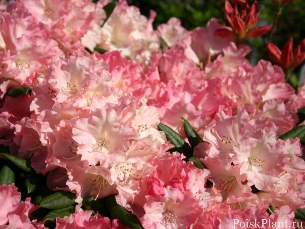 4525_rododendron-yakushimanskiy-lo
