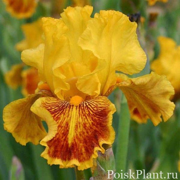 4695_iris-borodatyy-dazzling-gold-