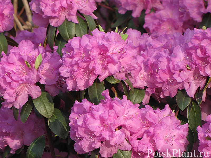 5282_rododendron-daurskiy-regal