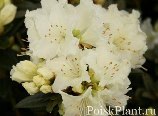 5283_rododendron-laplandskiy-crea