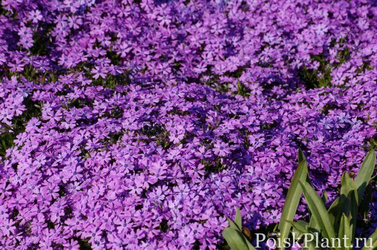 5618_floks-shilovidnyy-purple-beauty