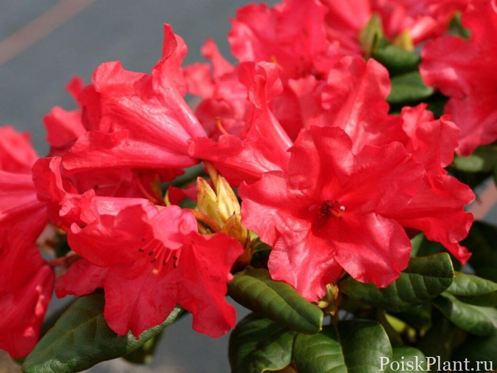 5636_rododendron-polzuchiy-scarlet-wo