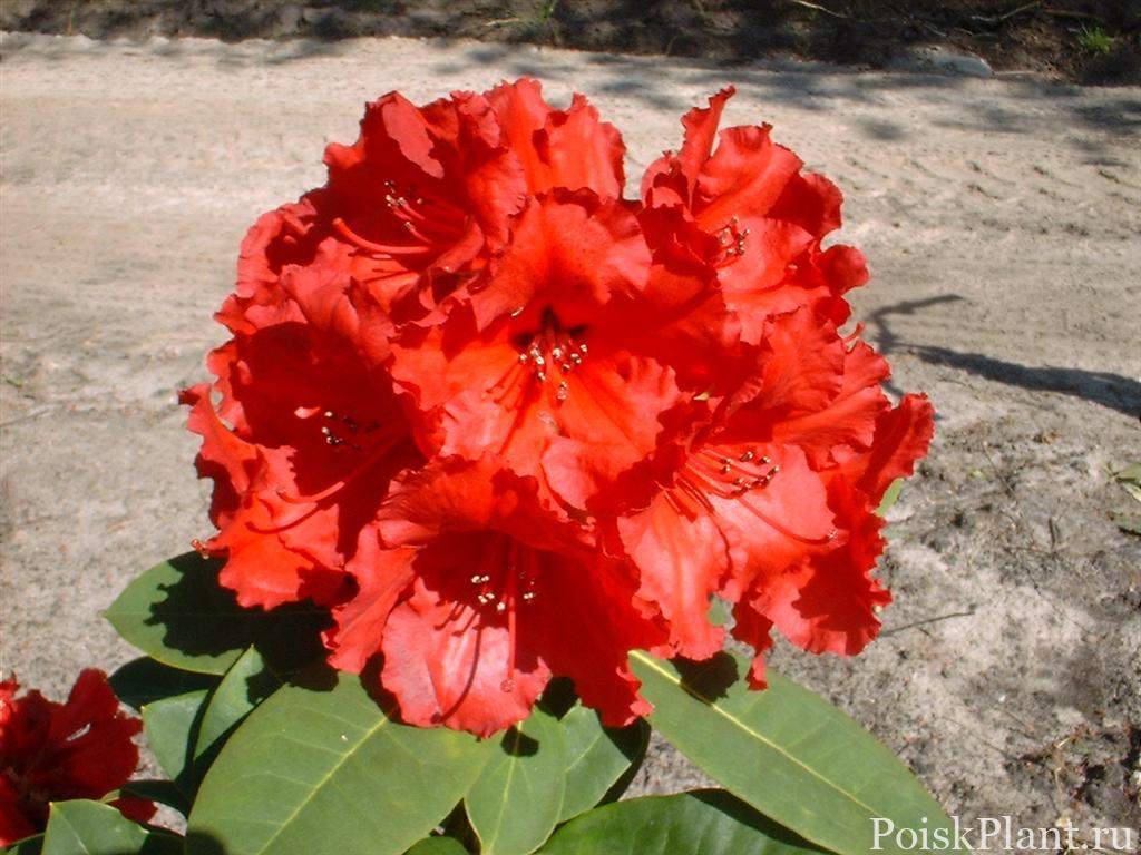 969_rododendron-gibridnyy-red-