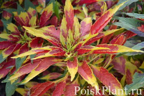 amaranthus-tricolor-1