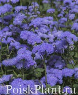 blue-horizon-floss-flower-ageratum-houstonianum-blue-flower-shutterstock-com_13703