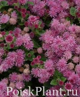 bumble-rose-floss-flower-ageratum-hybrid-pink-floss-flower-millette-photomedia_13706