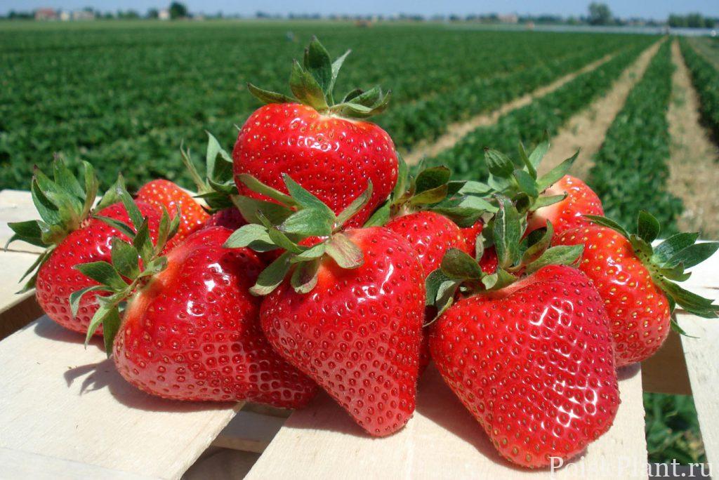 strawberry-fruitech-frutek-sunytsia-sadova-1024×684-1
