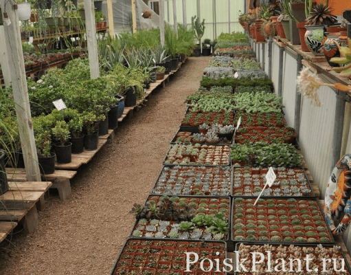 Мир растений