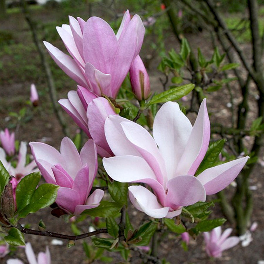 12791_magnoliya-gibridnaya-george-henry-k