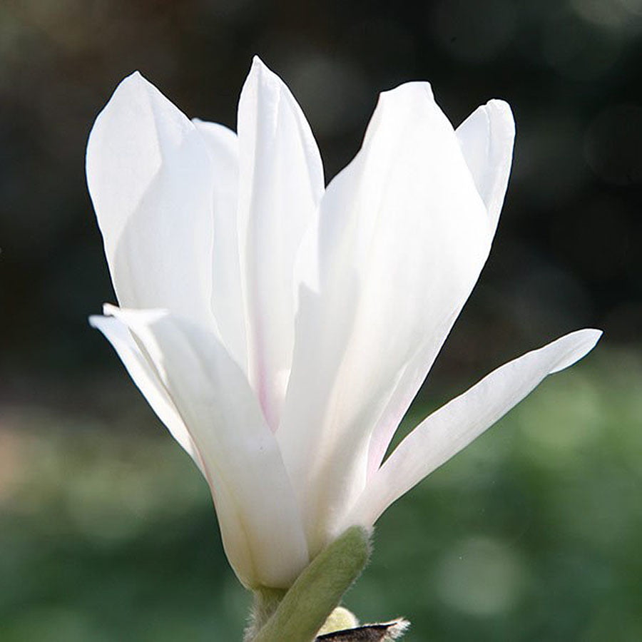 12793_magnoliya-sulanzha-alba-superba