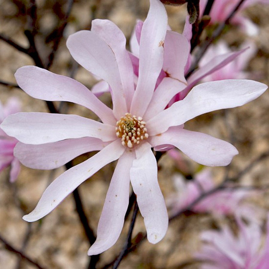 12798_magnoliya-lebnera-leonard-messel