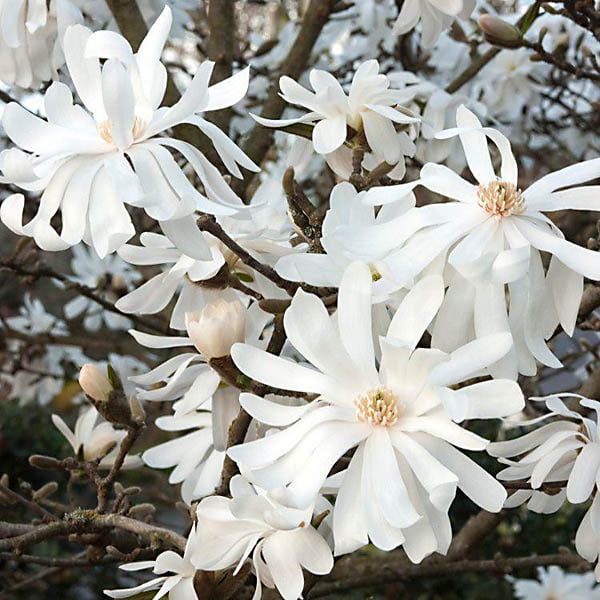 13803_magnoliya-zvyozdchataya-royal-star