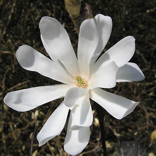 13805_magnoliya-zvyozdchataya-waterlily