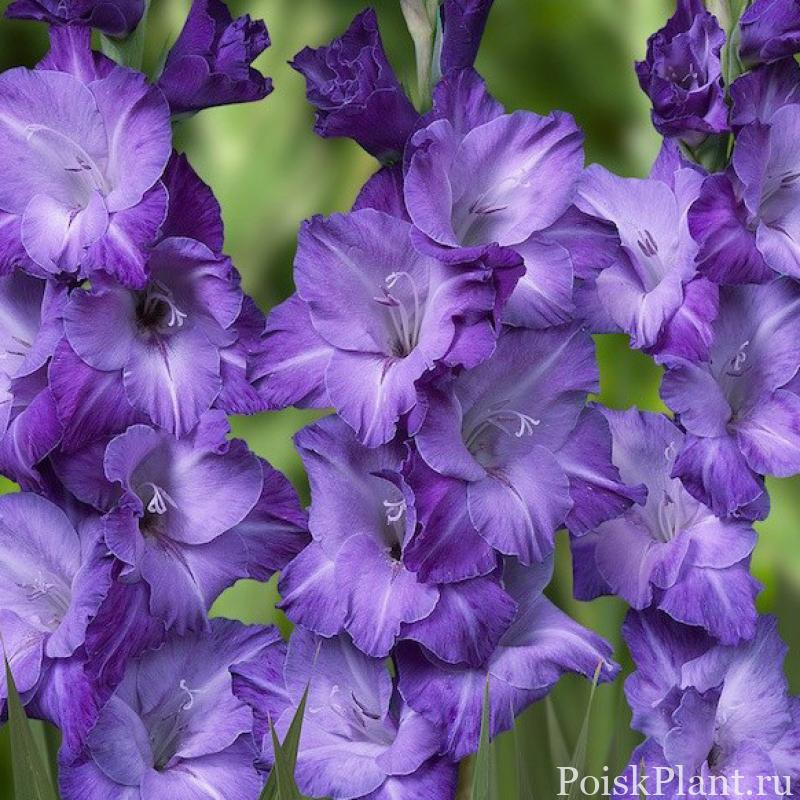 14368_gladiolus-krupnotsvetkovyy-blue-trop