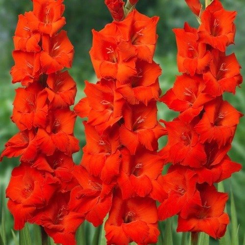 14593_gladiolus-krupnotsvetkovyy-