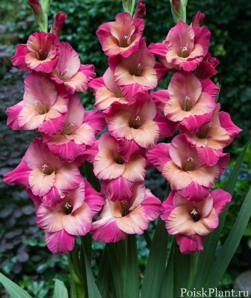 14666_kopiya-gladiolus-krupnotsvet