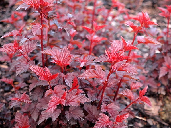 1498_physocarpus20oplady20in20red