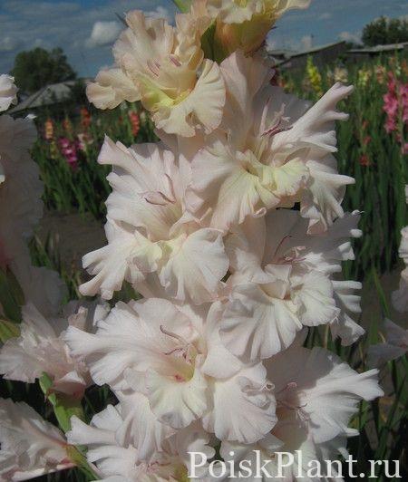 Цветочная мастерская (Gladioluses.su)