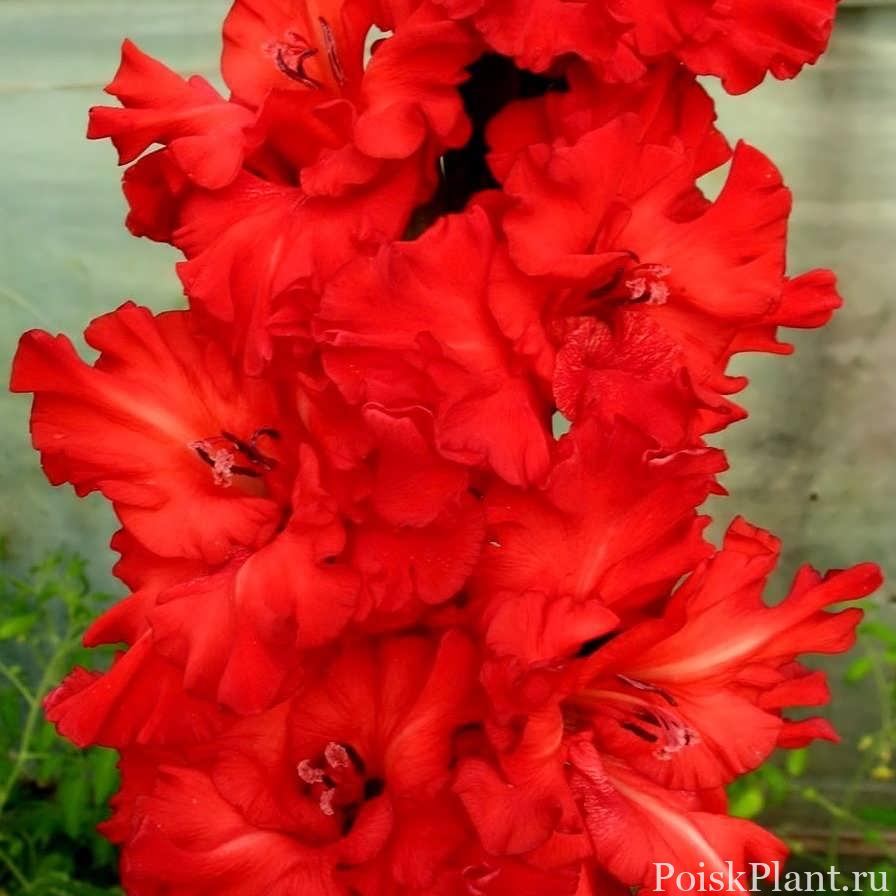 21505_gladiolus-king-redbad-frizzle-3-sht