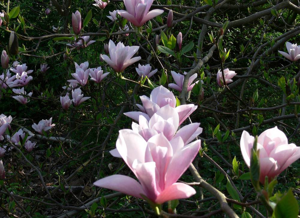 21819_magnoliya-gibridnaya-heaven-scent