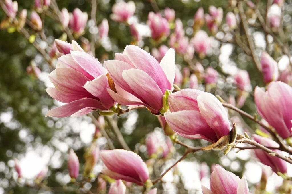 21897_magnoliya-gibridnaya-sentinel