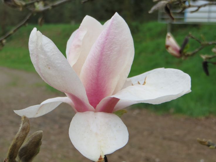21913_magnoliya-sulanzha-sundew
