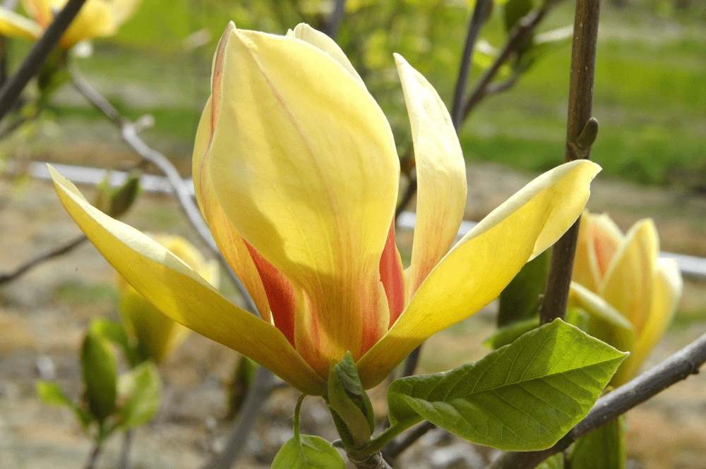 21931_magnoliya-gibridnaya-sunsation