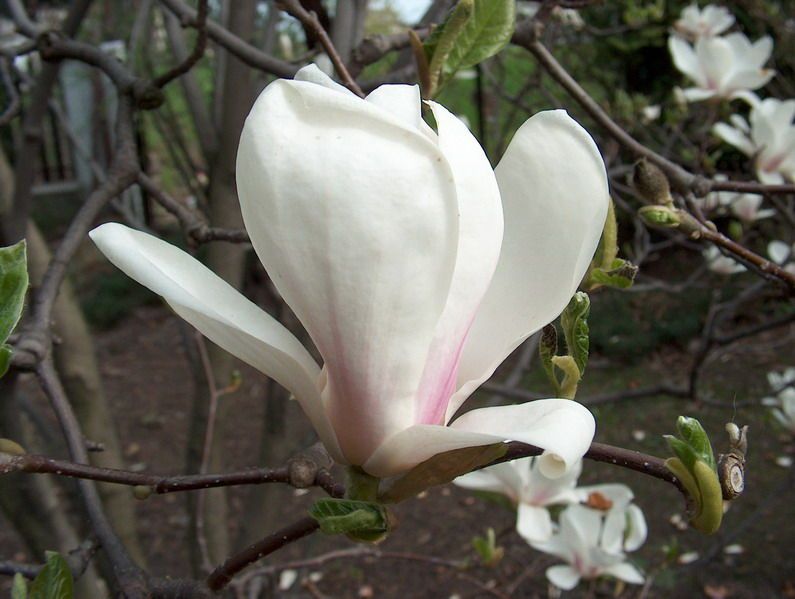 21994_magnoliya-sulanzha-amabilis