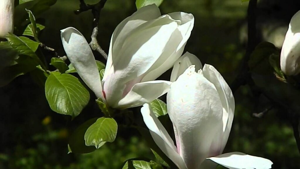 22012_magnoliya-sulanzha-brozzoni
