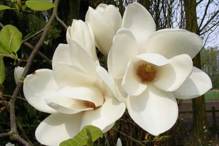 22031_magnoliya-sulanzha-lennei-alba