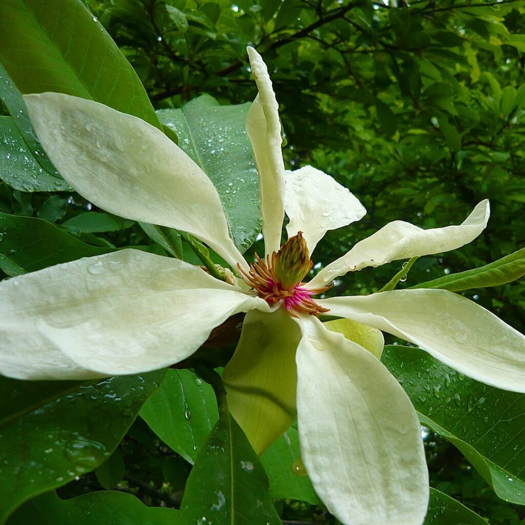 22086_magnoliya-trekhlepestnaya