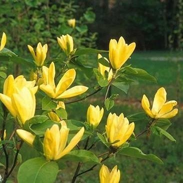 23309_magnoliya-gibridnaya-daphne