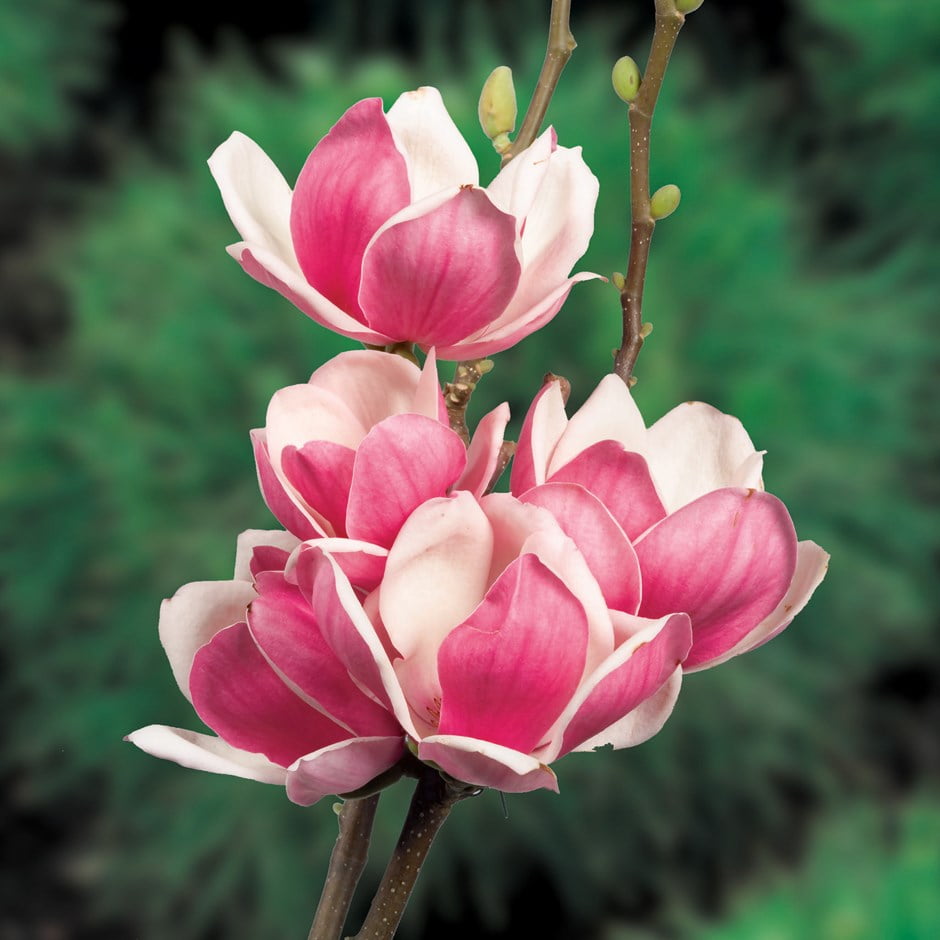 23614_magnoliya-sulanzha-satisfaction-