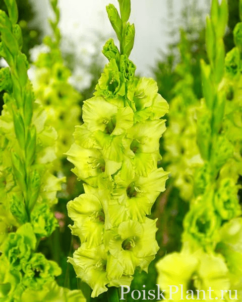 25579_gladiolus-evergreen-7-sht