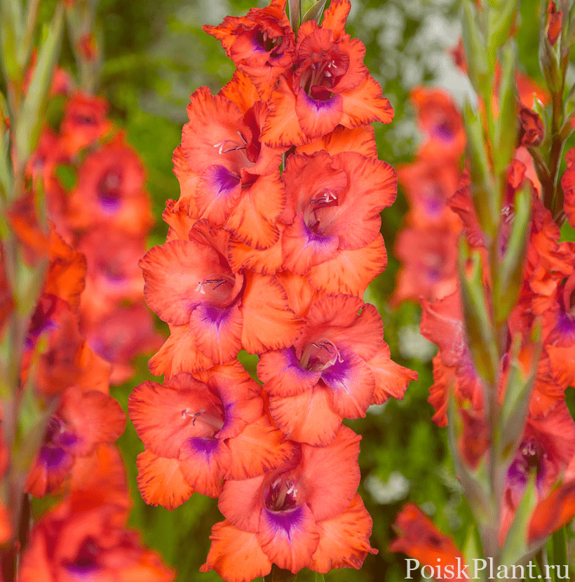 25595_gladiolus-tricolore-10-sht