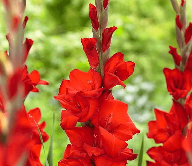 25928_gladiolus-deepest-red-10-sht-