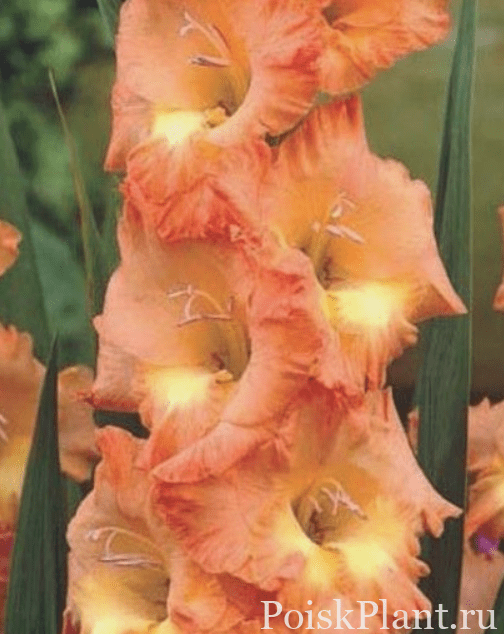 25968_gladiolus-theresa-10-sht