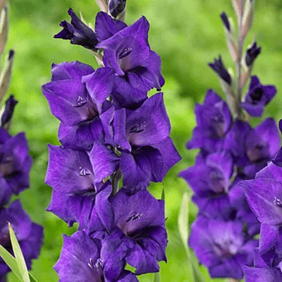 25986_gladiolus-purple–5-sht-