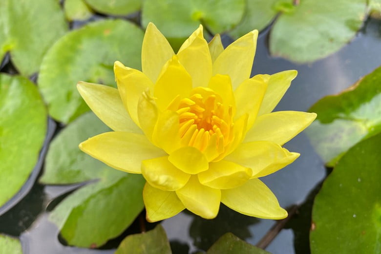 Nymphaea,Mexicana,Is,A,Species,Of,Aquatic,Plant,That,Is