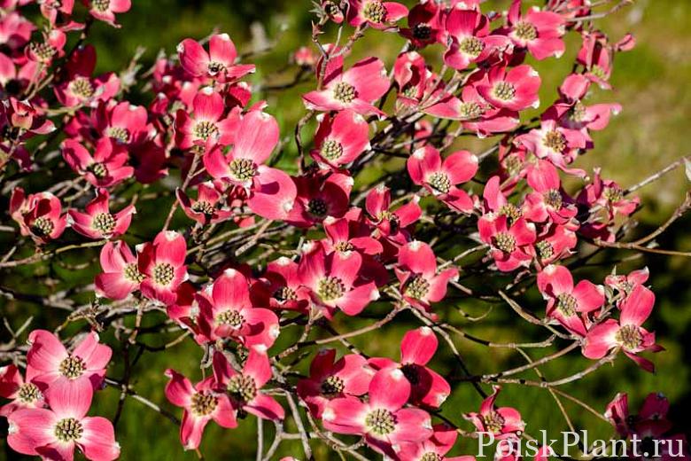 Pink,Flowering,Dogwood,Tree,(pink,Cornus,Florida,Rubra,Tree),In